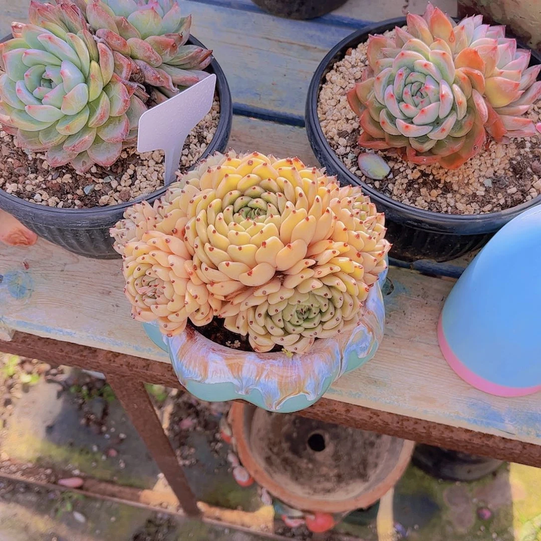 多肉老桩多肉老桩