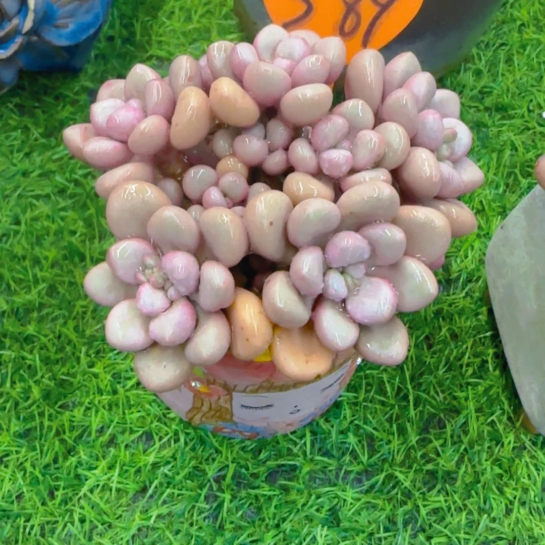 偷****仔389多肉植物一物一拍