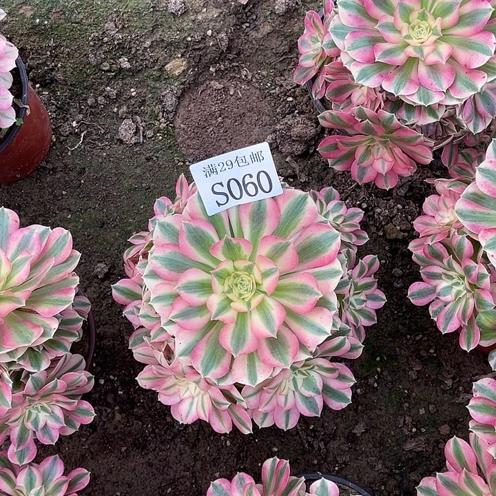 060粉女巫多肉植物