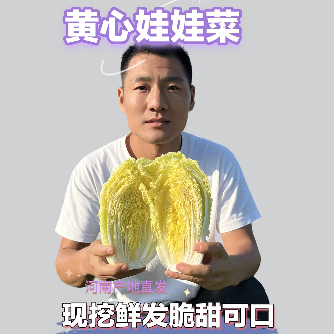 露天种植新鲜采摘现发黄心娃娃菜白菜上热门