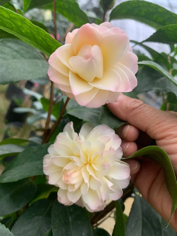 旋转黄茶花嫁接桩一颗庭院植物