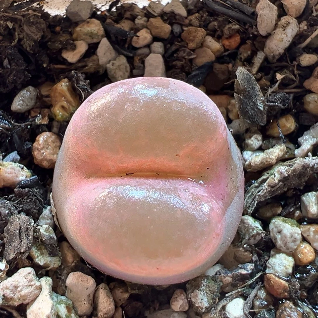 189多肉植物百科知识