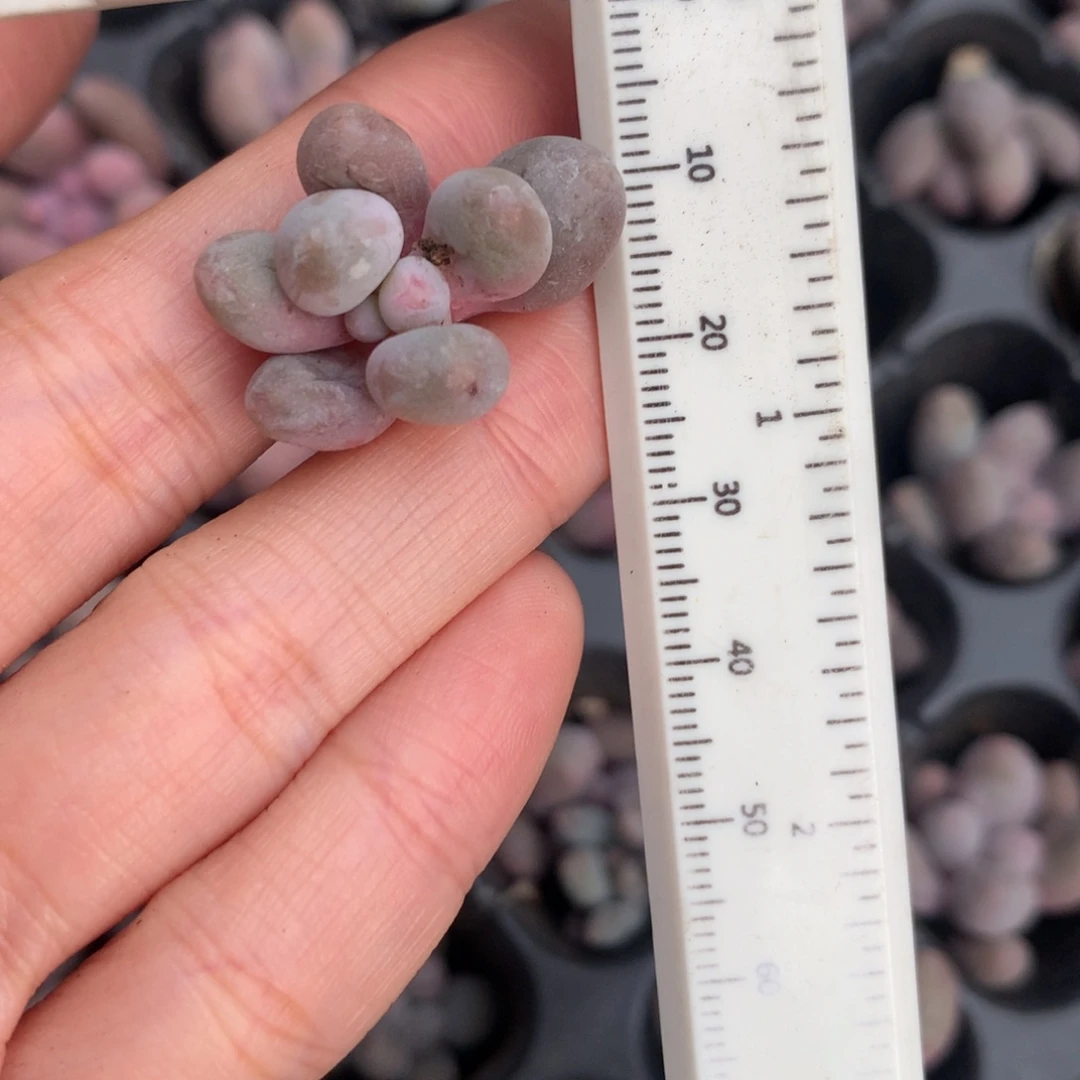 仙子 不满28发到付 发一片叶