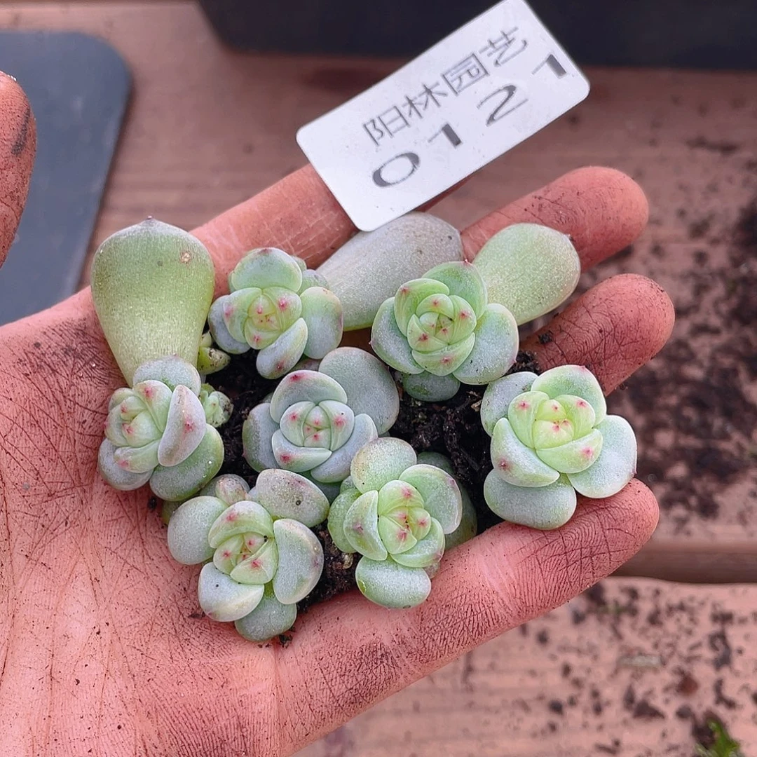 多肉植物多肉植物121