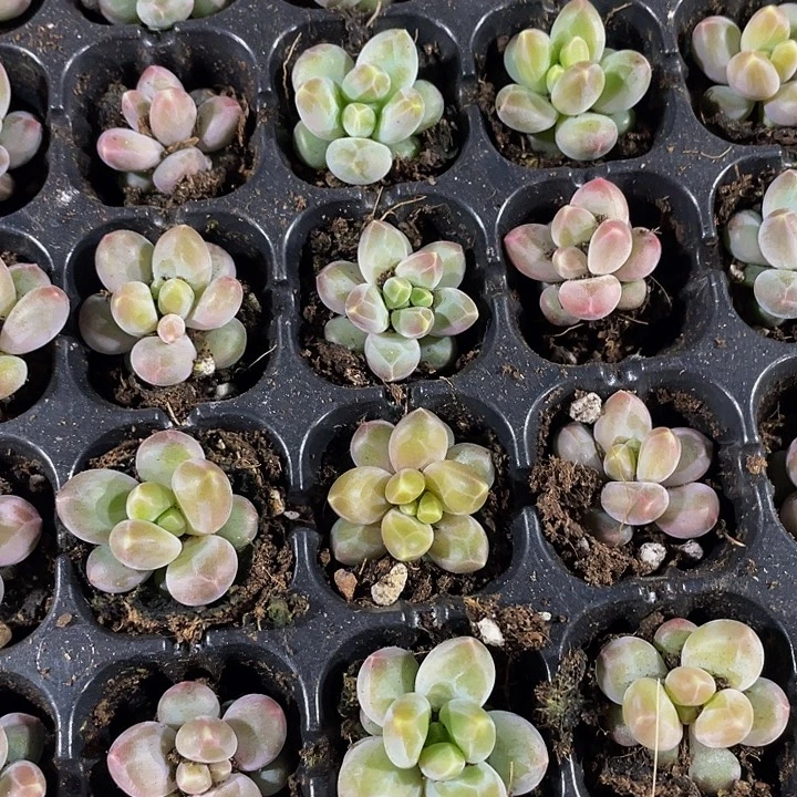 小咖啡豆1.5带土发货