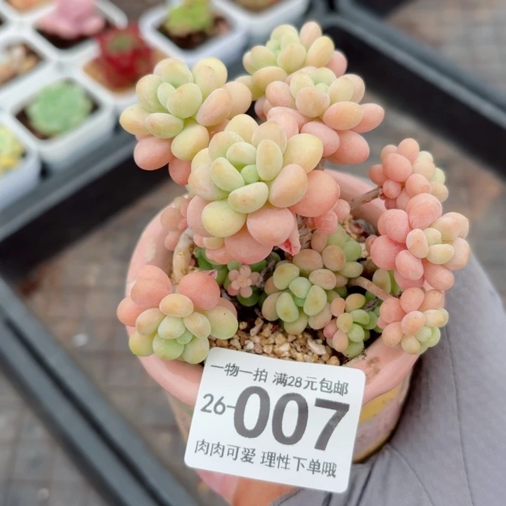 洛可可无盆土发货多