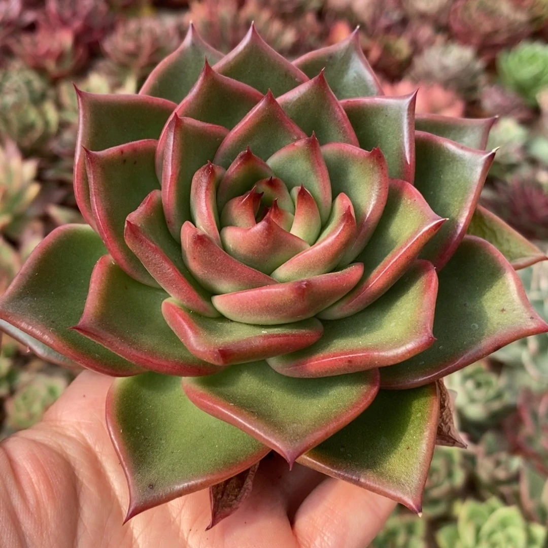 无花朵开播福利293 号东云系多肉