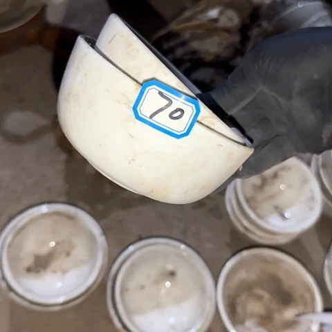 瓷片国营厂库存微瑕10/11.5厘米70