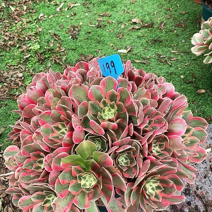 199 一颗女神法师多肉