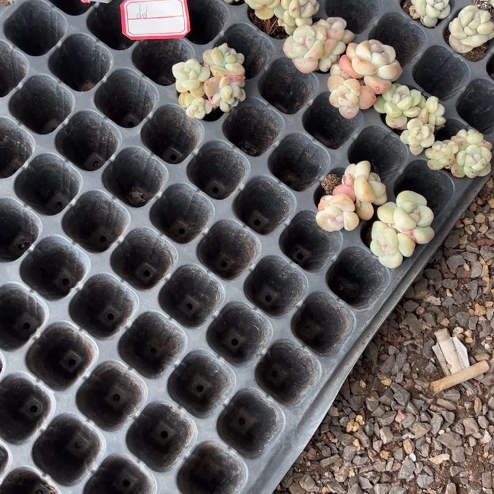 Did 一物一拍专拍链接