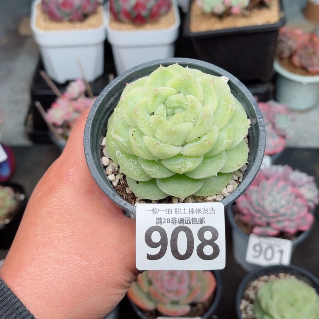 梨花百无盆土发货