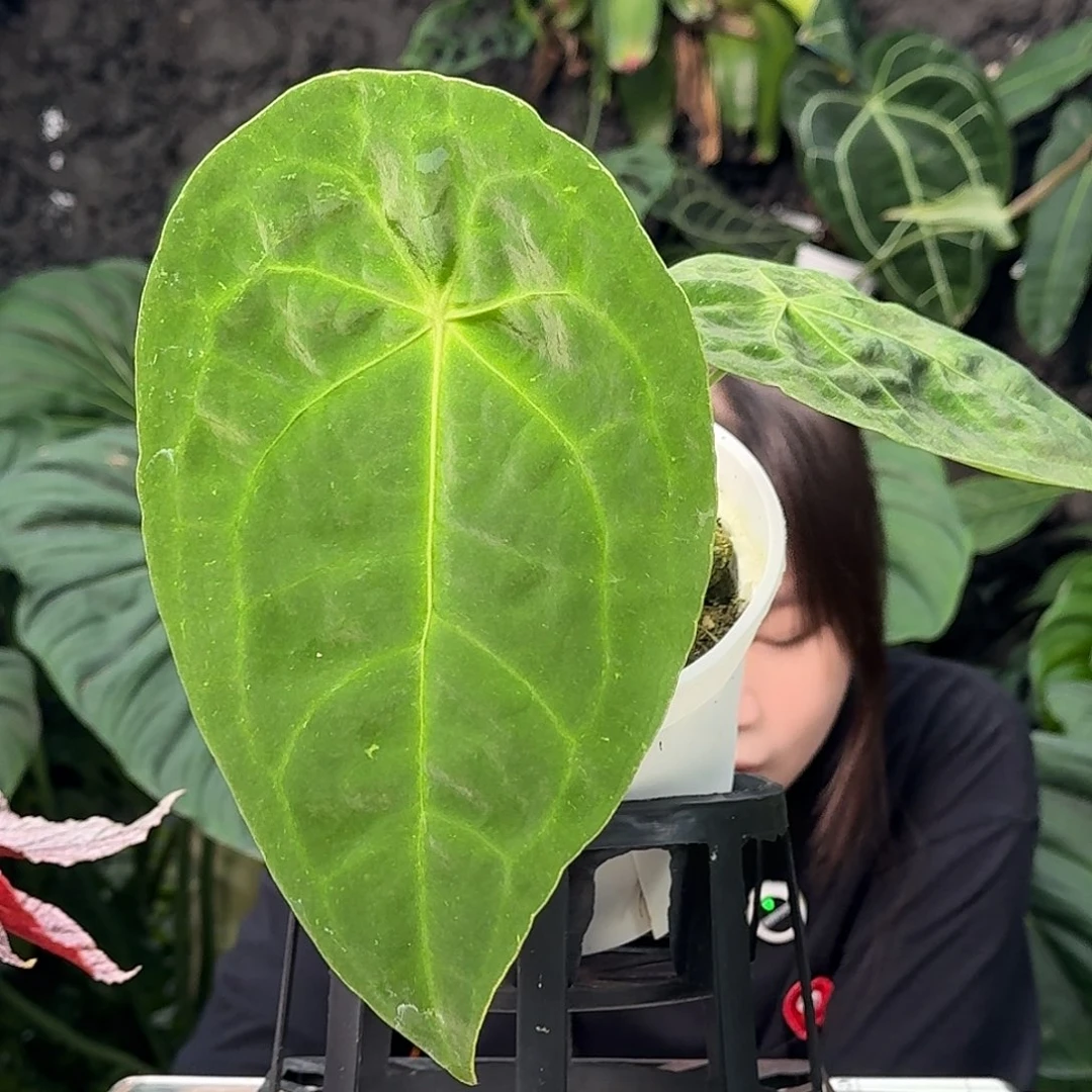 无花朵D****k一物一拍Z31