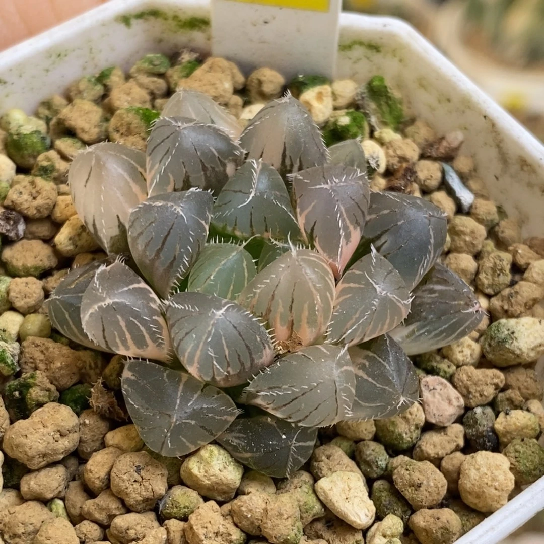 99号赤线玉露锦发财