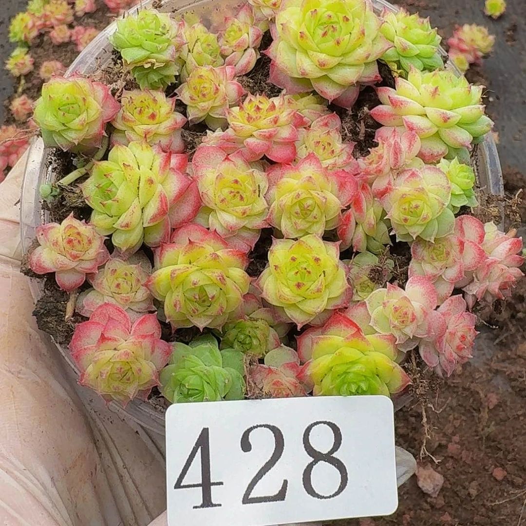 多肉植物多头肉植物428