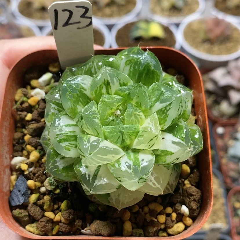 【闪购商品】123玛琳玉露锦