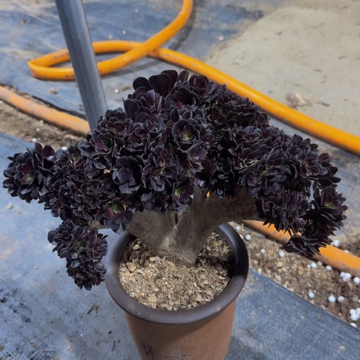 微瑕特特特特05号特特