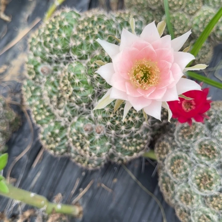丽花仙人球群生43
