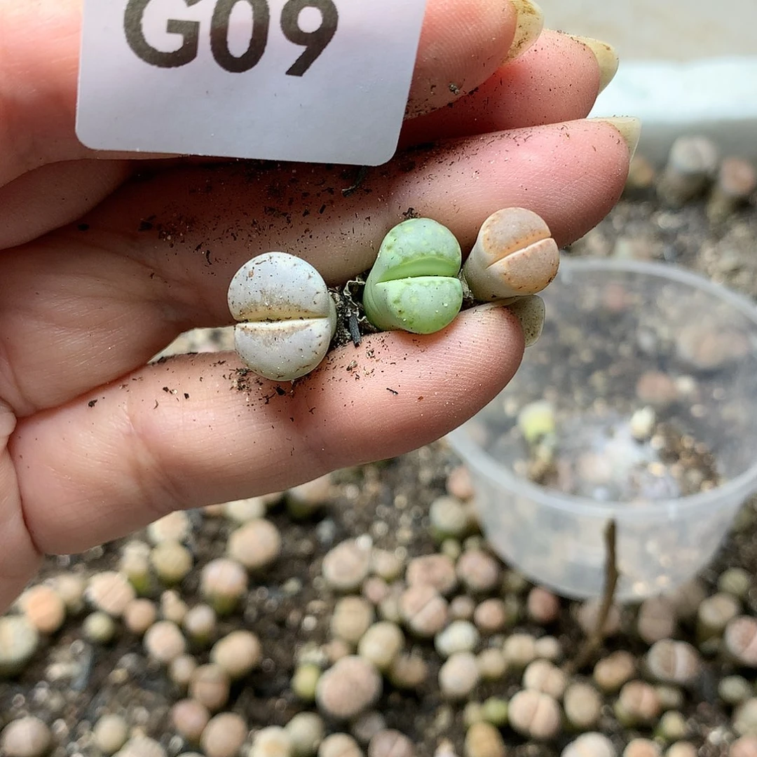 ?****咪G09多肉植物保护研究所