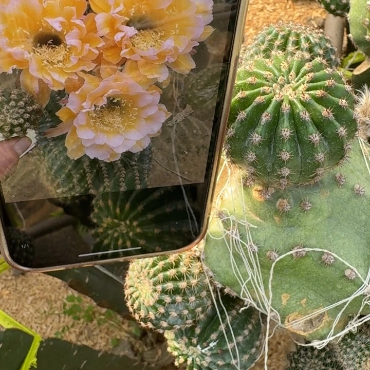 240彩草506歪无根侧牙4公分左右