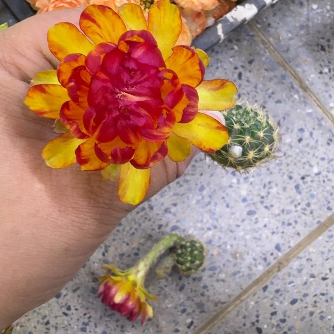 200丽花金荷花歪无根侧牙3公分左右，20包邮