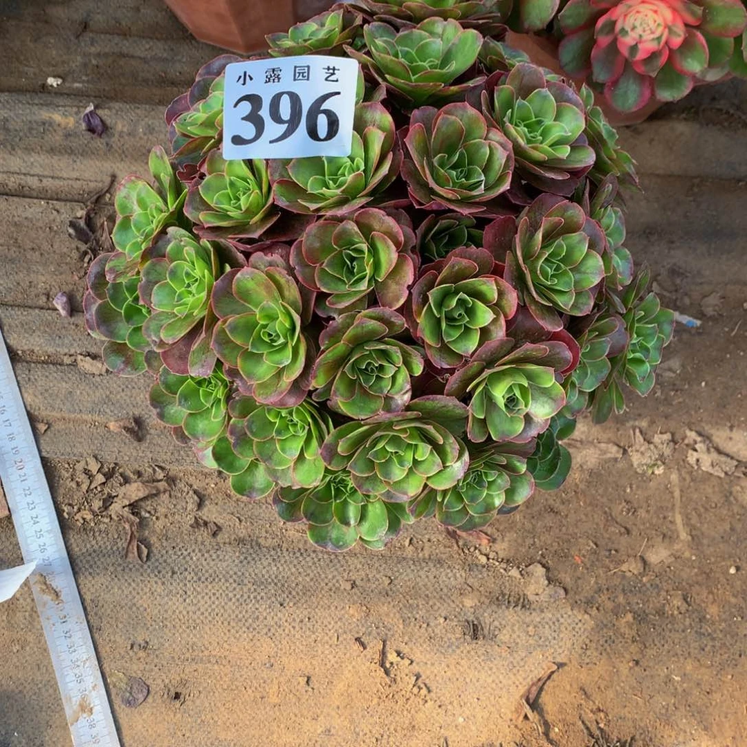 不****梦多肉魅金396.0000000