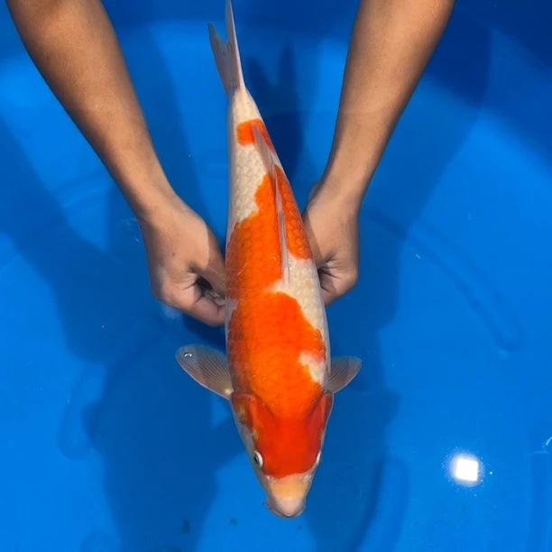 阪井出品红白锦鲤母（干饭人）【实际以直播间为准】