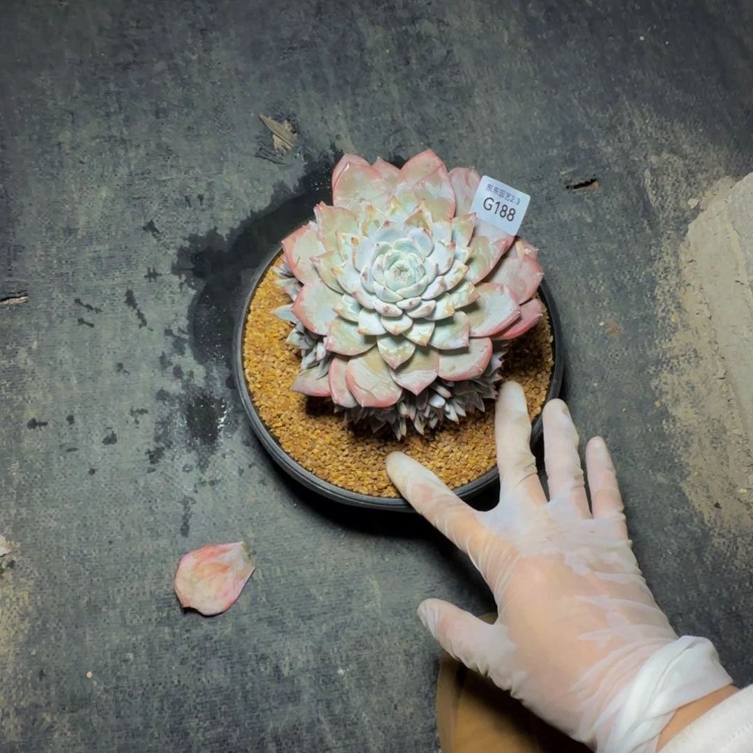 g g g g g g g g g 188