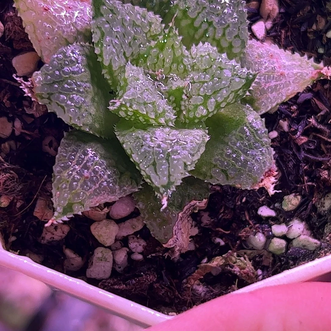 莫瑞莎十二卷多肉植物