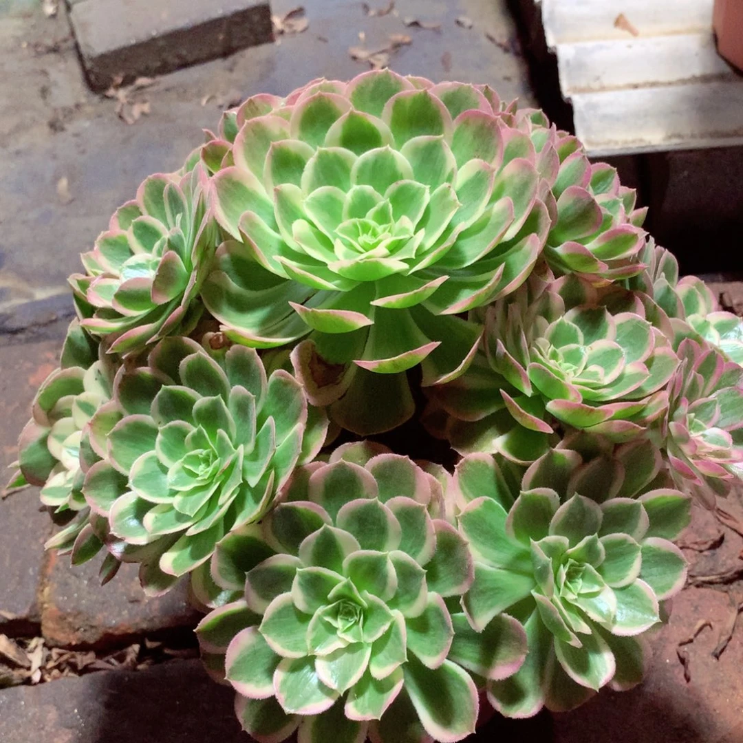 孔雀翎，多肉植物的