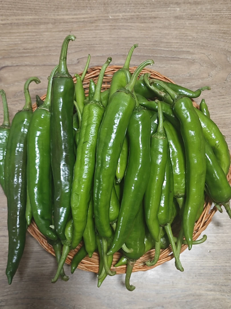 湖南湘西高山青辣椒香辣健康自然食材现摘发