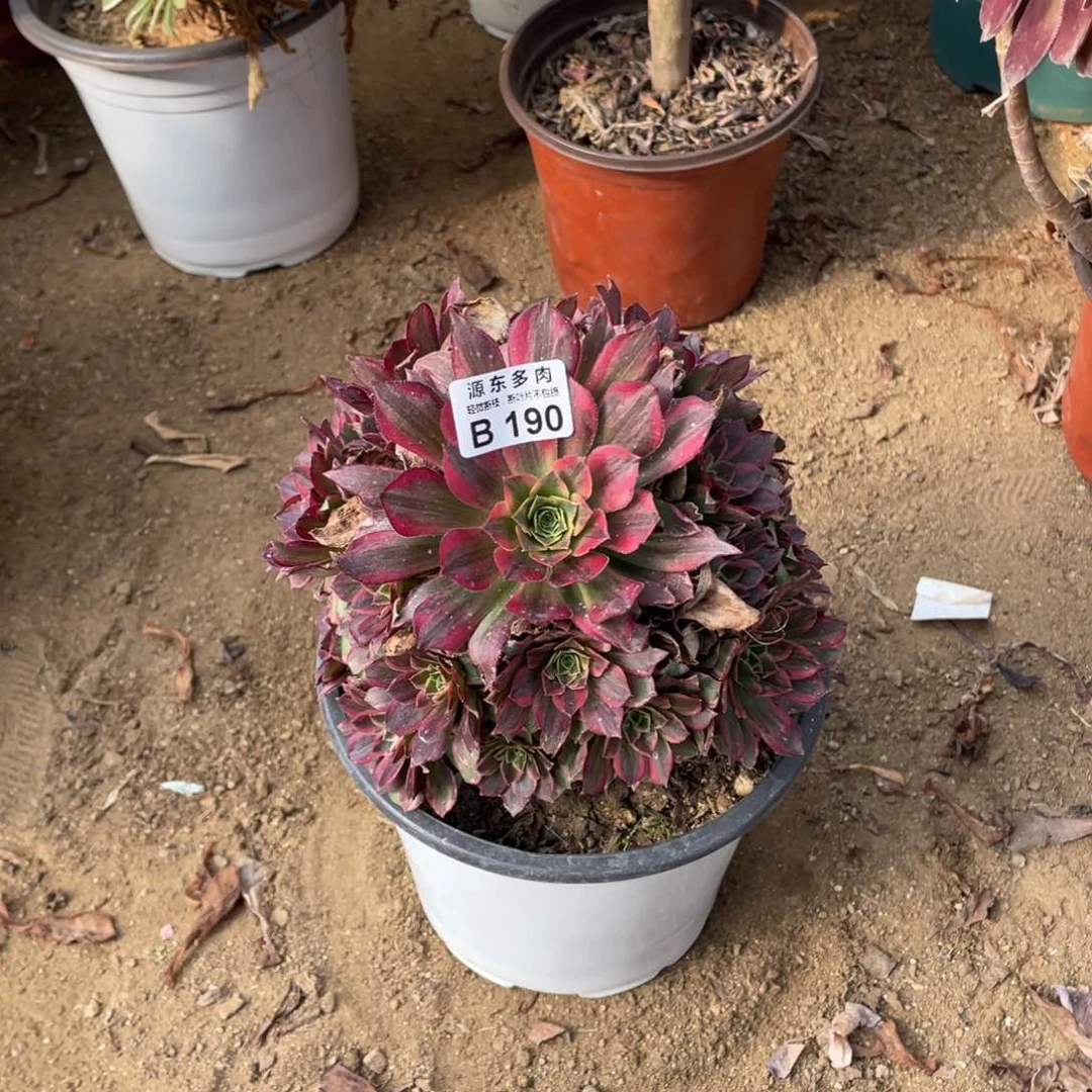 190安娜多肉法师断枝不包