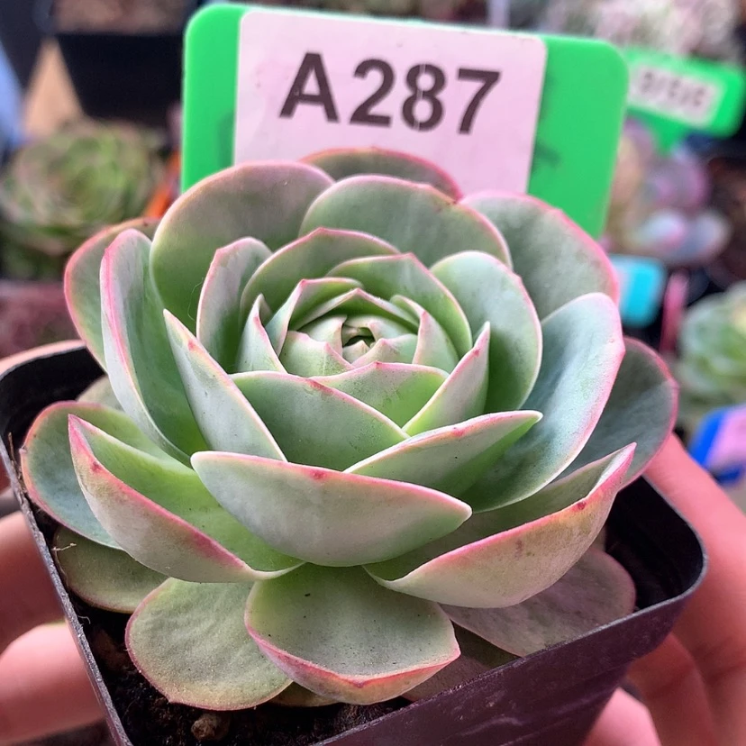 【闪购商品】青染287