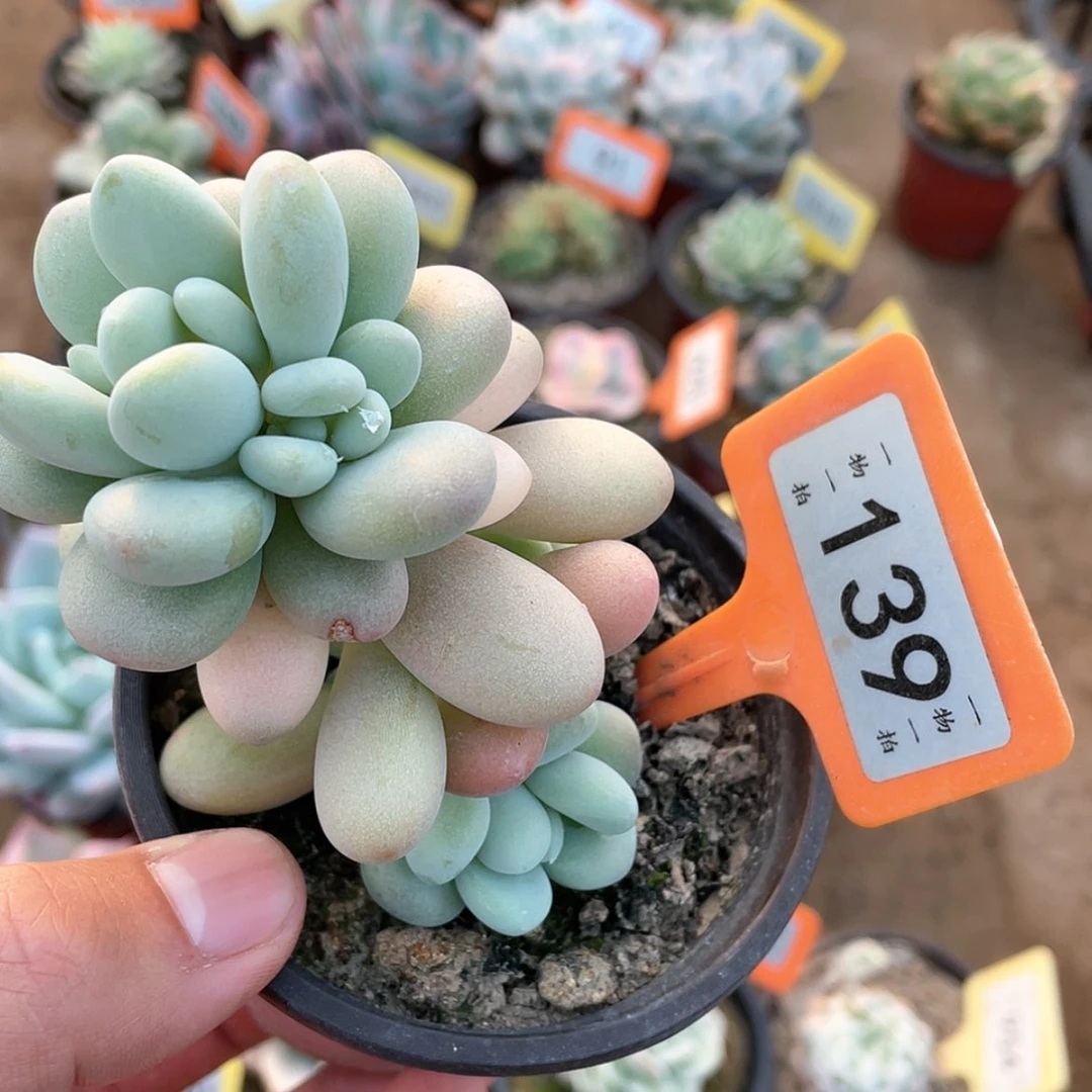 【闪购商品】139号