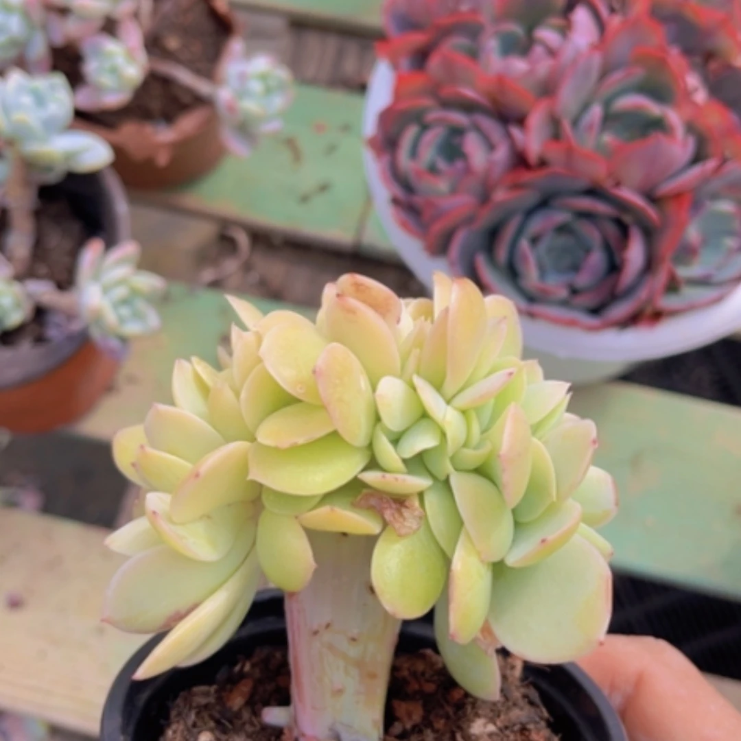 【闪购商品】碧桃缀0913