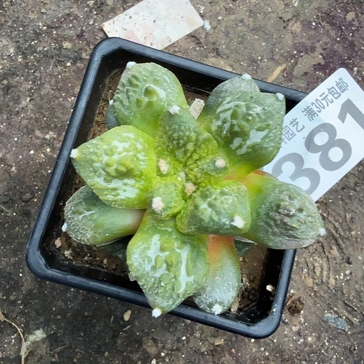 无花朵381哥斯拉锦东四