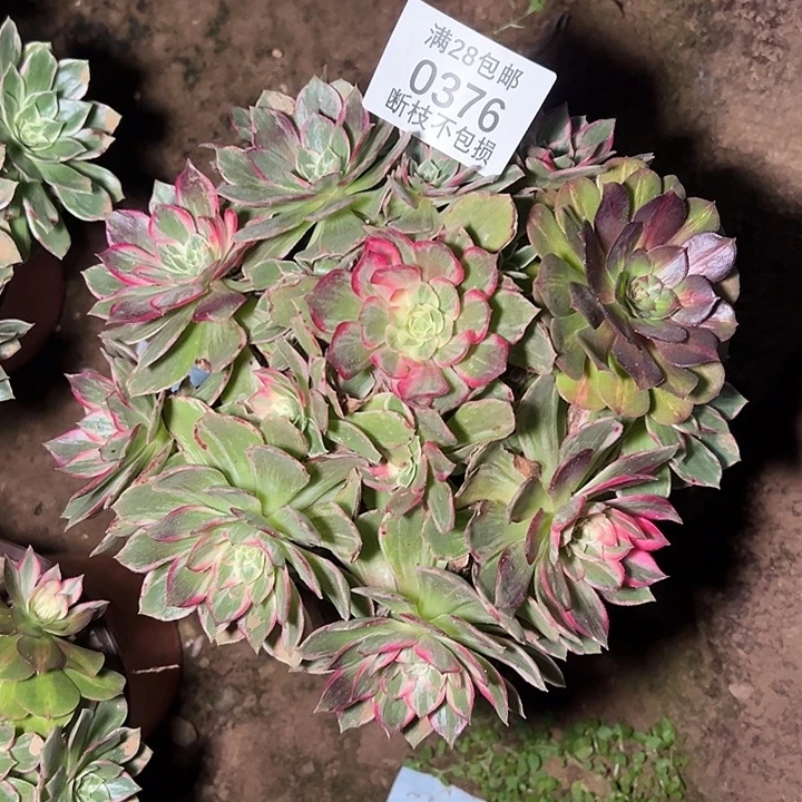 0376万花筒多肉植物