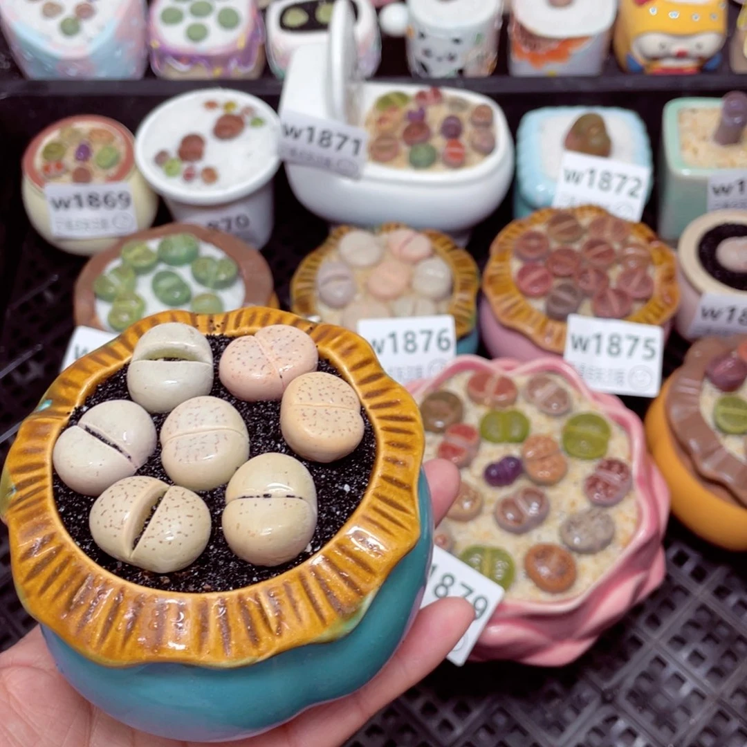 w1880 -零下地区拍保温箱-15支持寄养