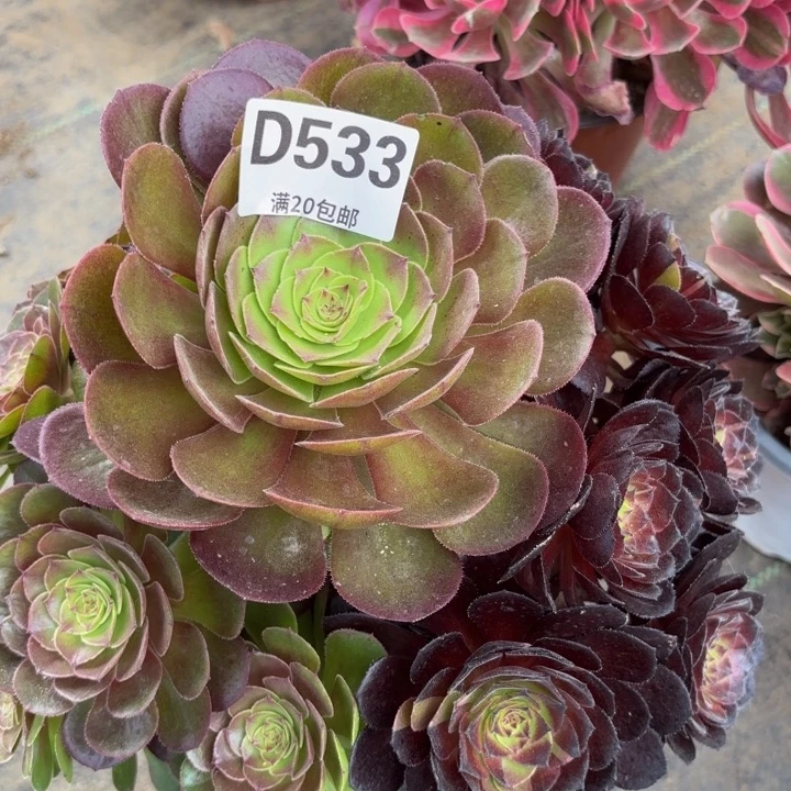 瑞妈多肉植物533