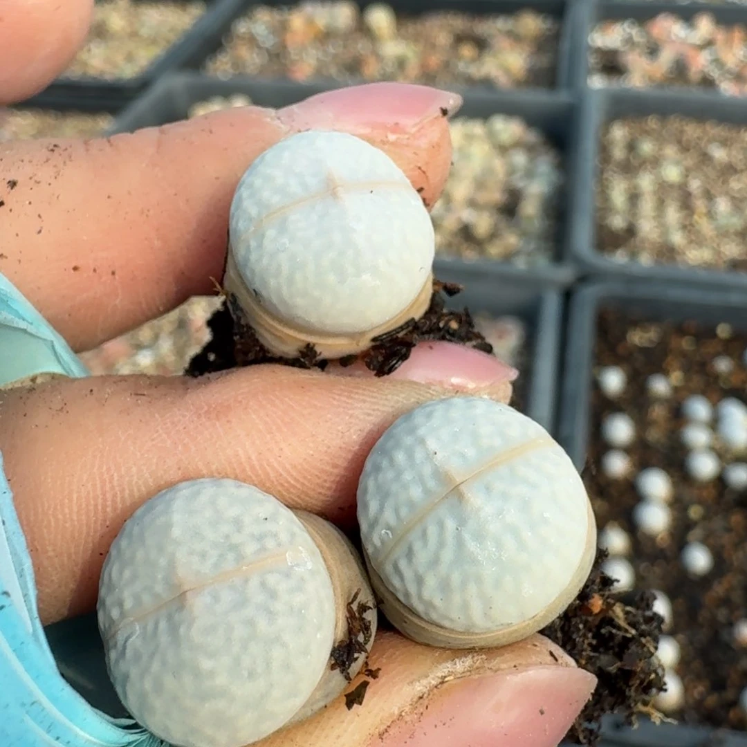 186三颗高尔夫000000000000