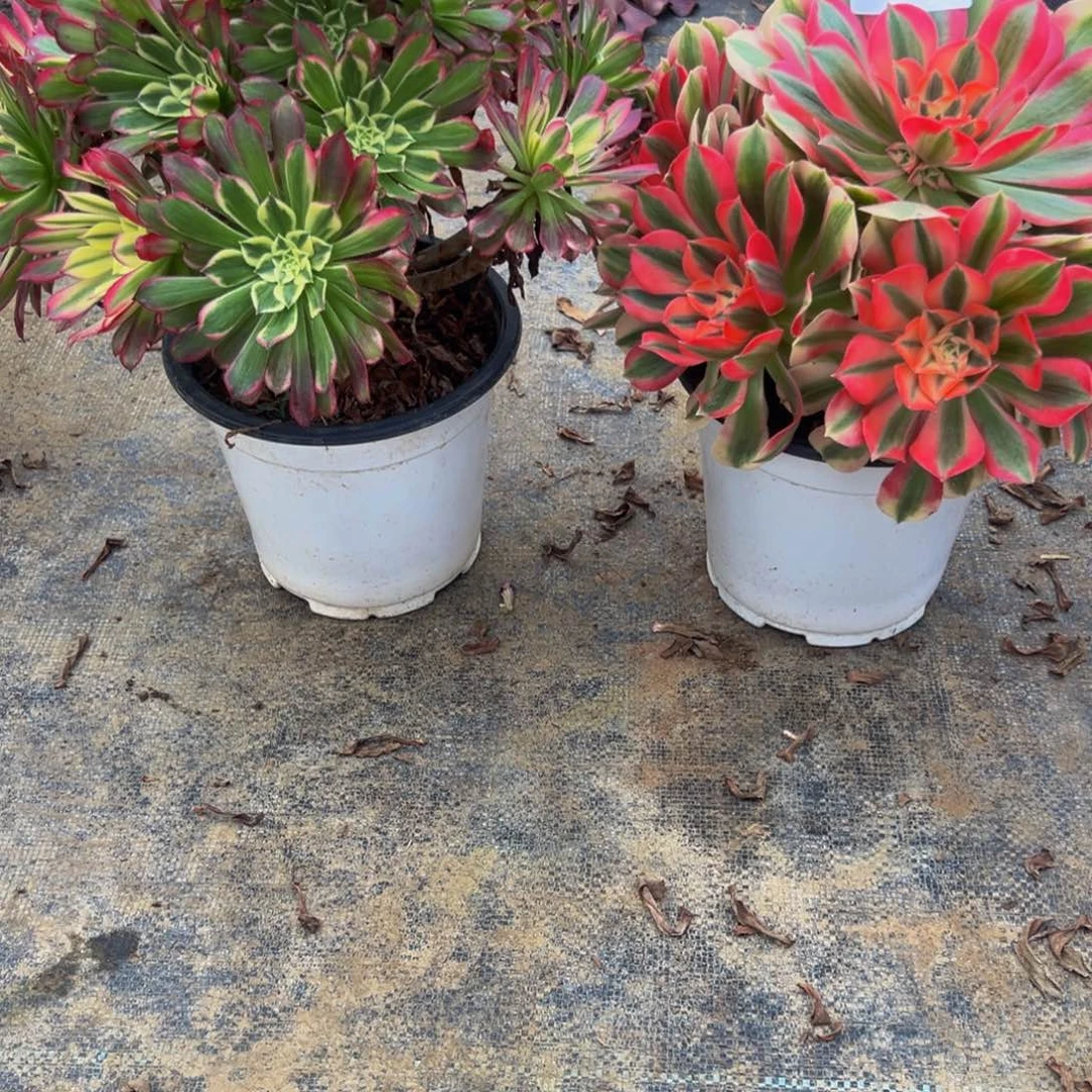 错***加法师多肉植物组合418.419