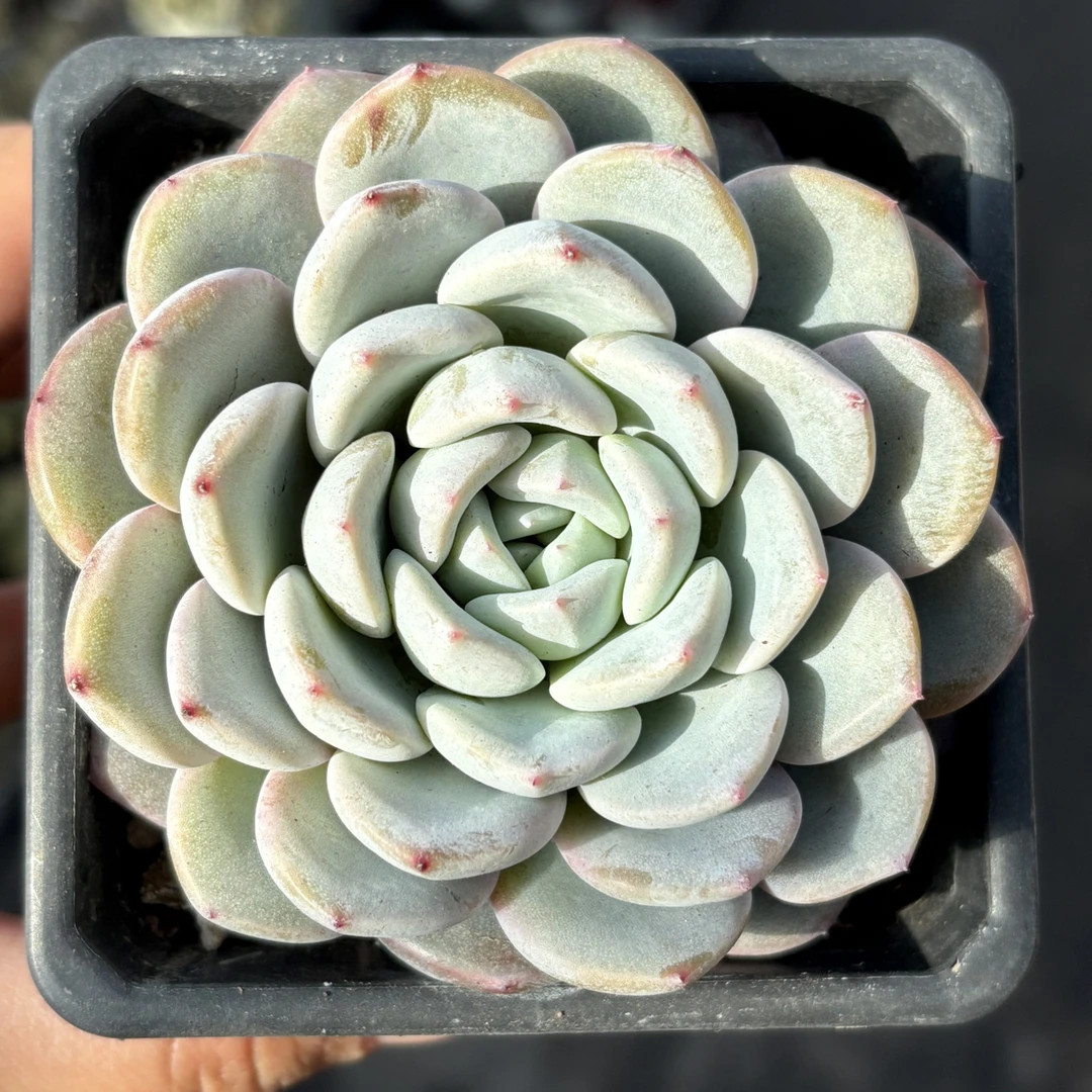 雪茶多肉9㎝盆 只发新疆一单包邮