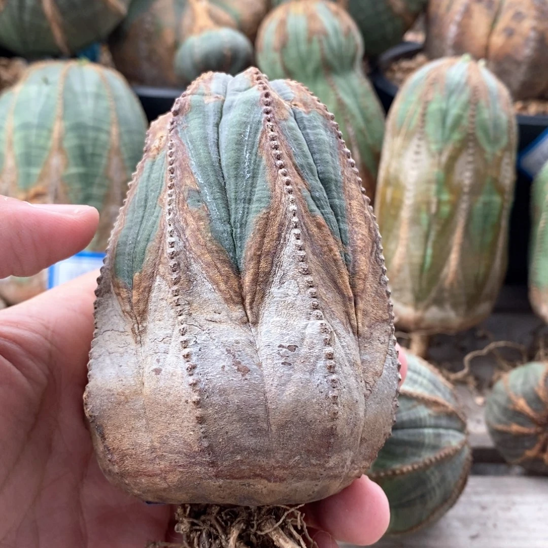 10 欧系实生布纹球多肉植物