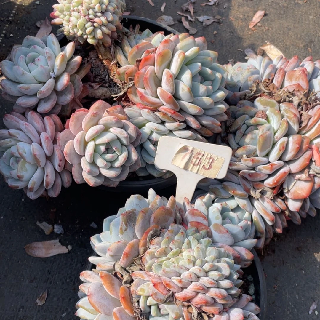 星影缀化多头群生753