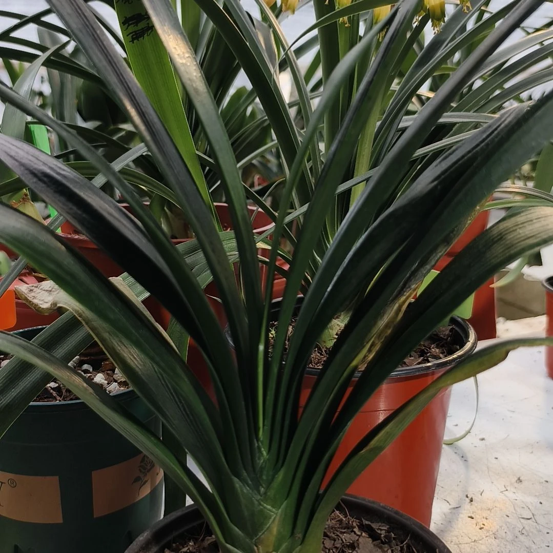 晴***雪完全开放黑美人苗残叶特惠一棵