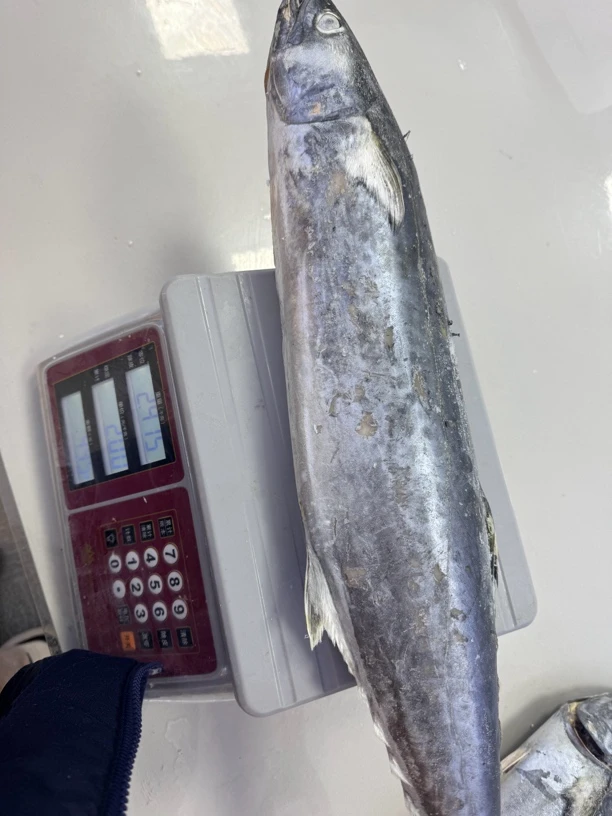 獐子岛鲅鱼4斤以上