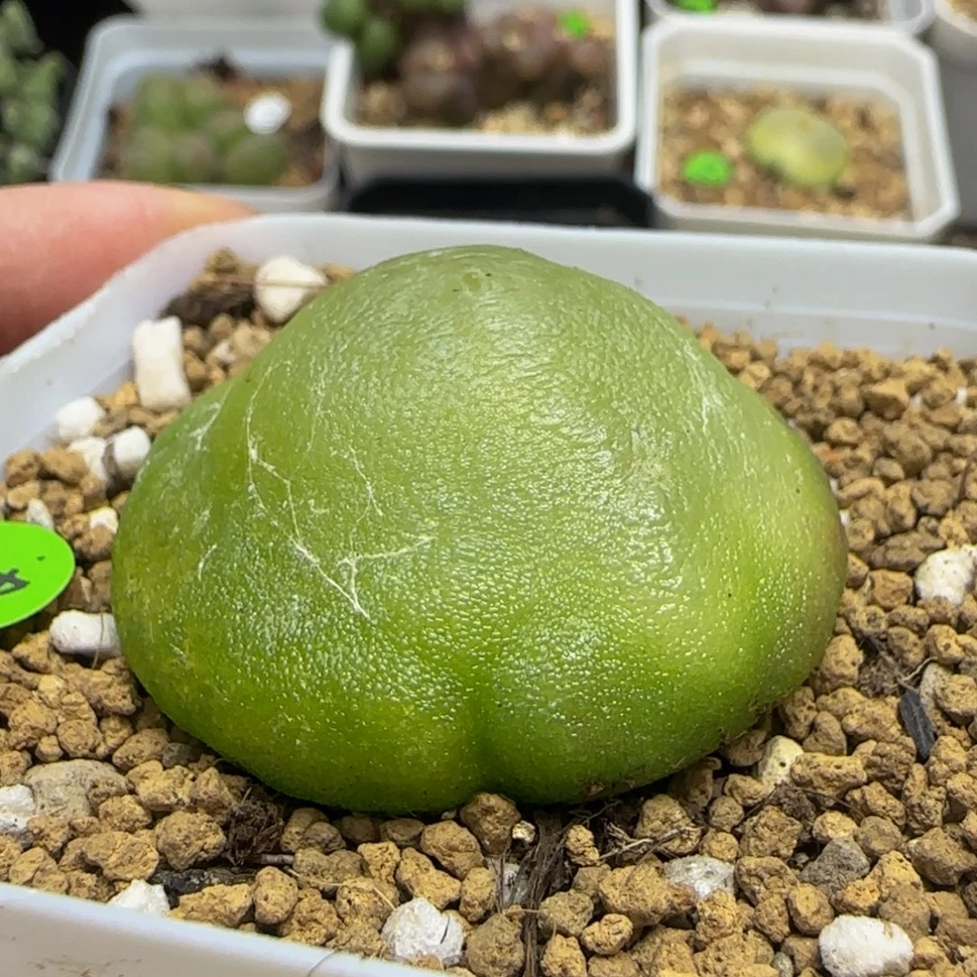 灯泡4.1+多肉植物401