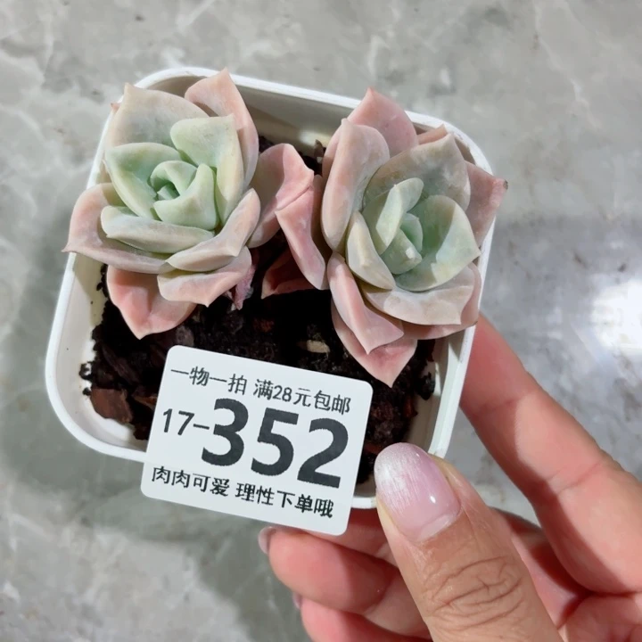 哈利沃森无盆土发货无
