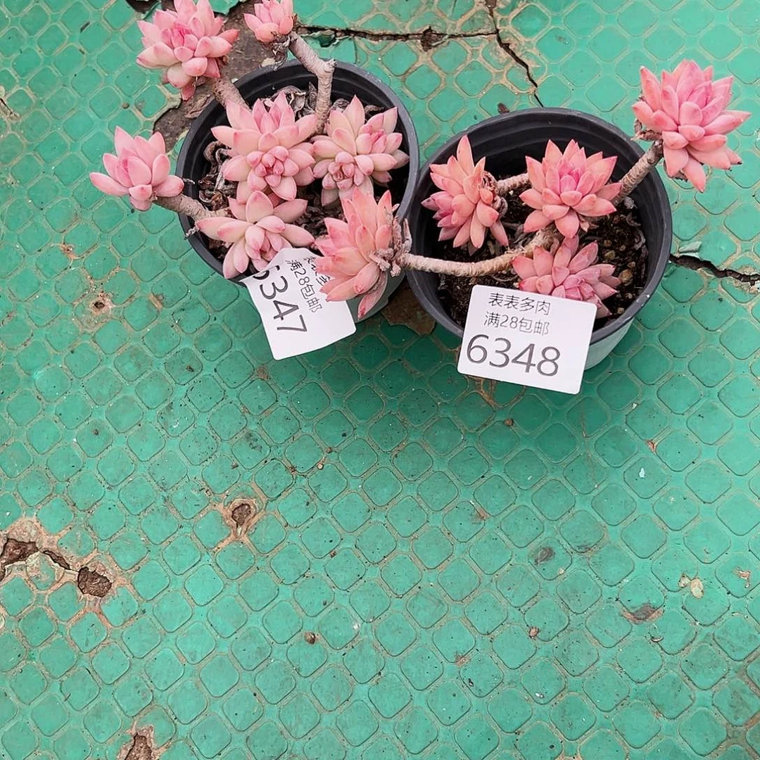 9号我们的确是一6347.6348