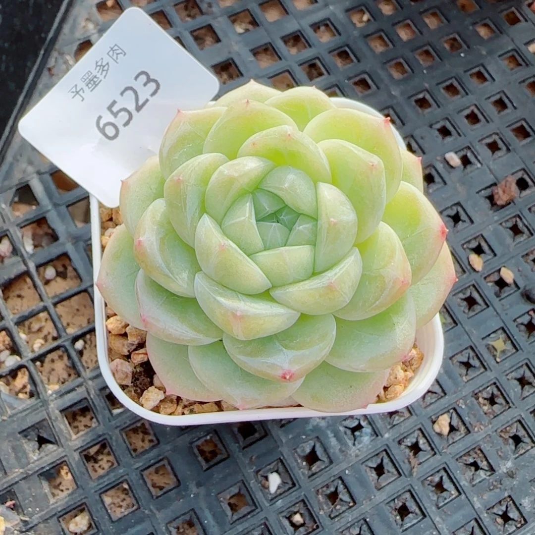 白财，6523多肉植物
