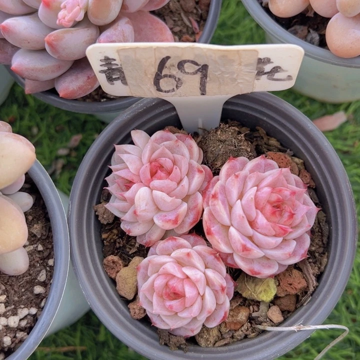 健健康康平平安安